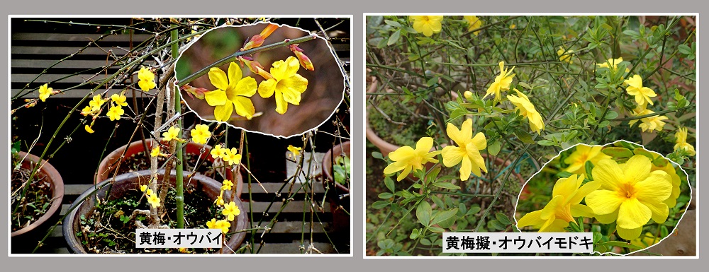 ���~�Ɖ��~�[�i�G�߂̉ԁ����R�A���̉ԁj