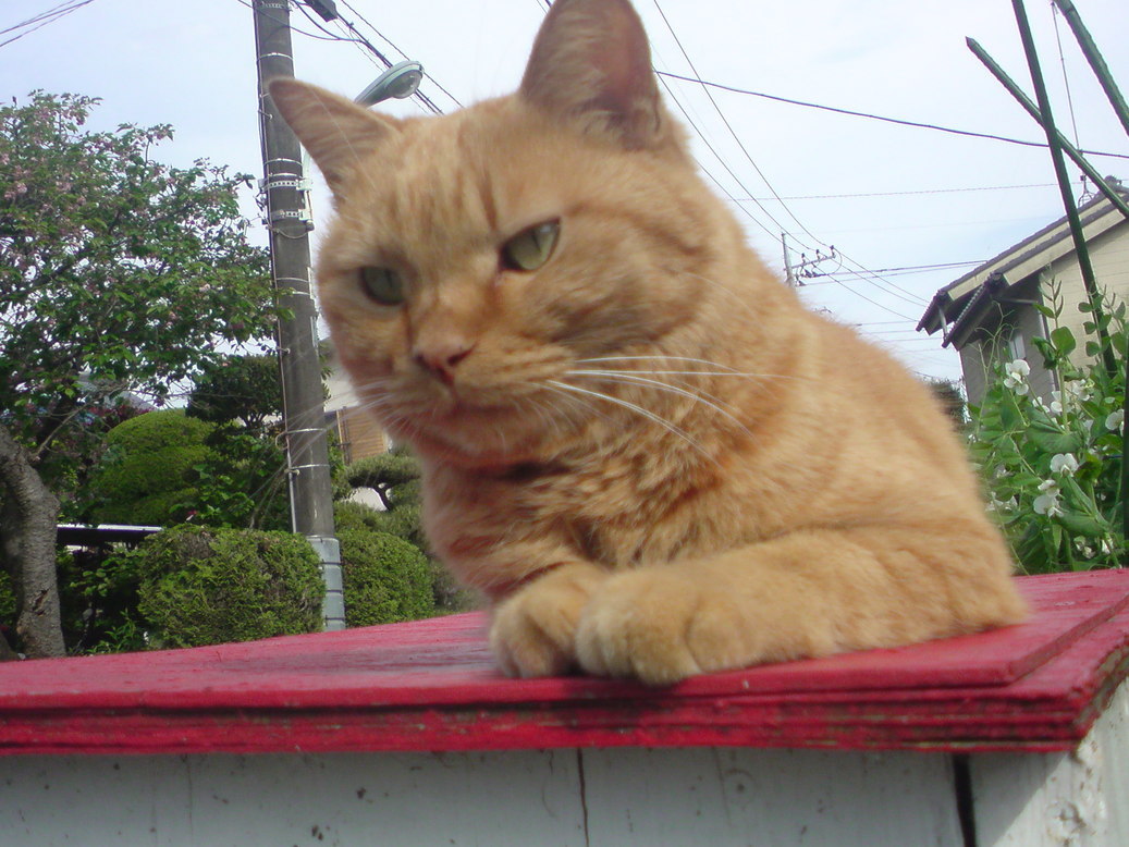 ���V���F�̐��E