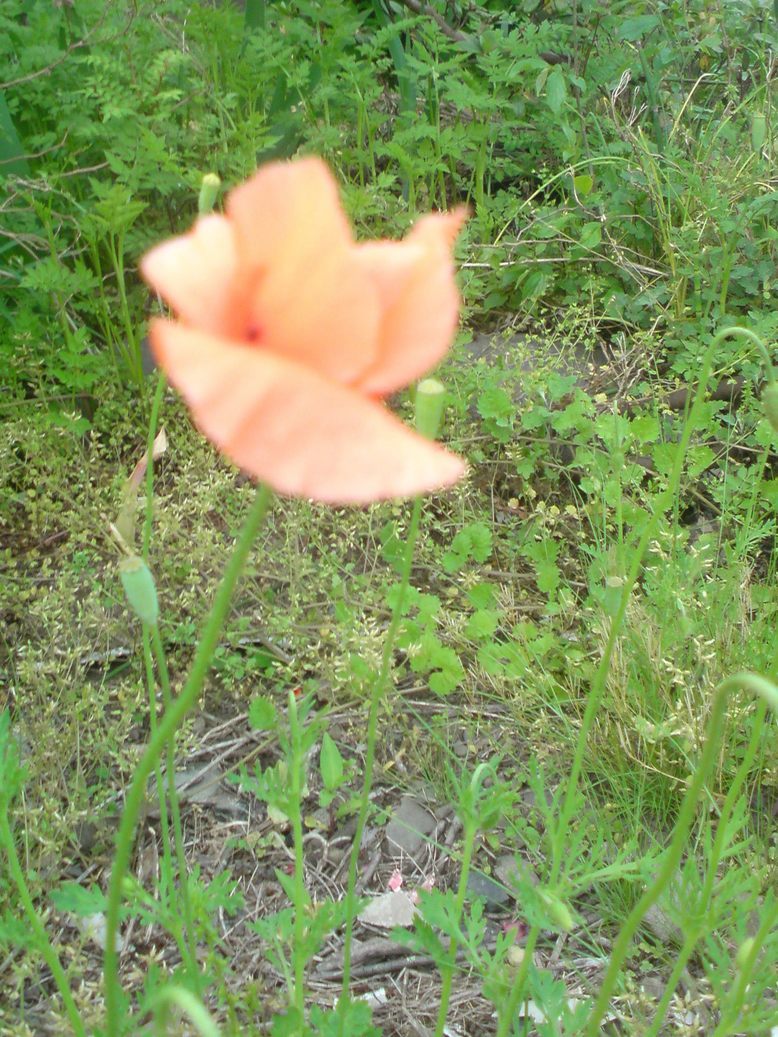 ���V���F�̐��E