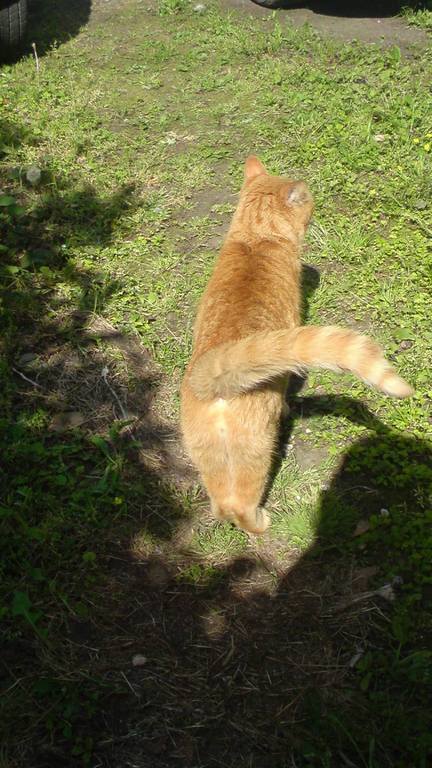 ���V���F�̐��E