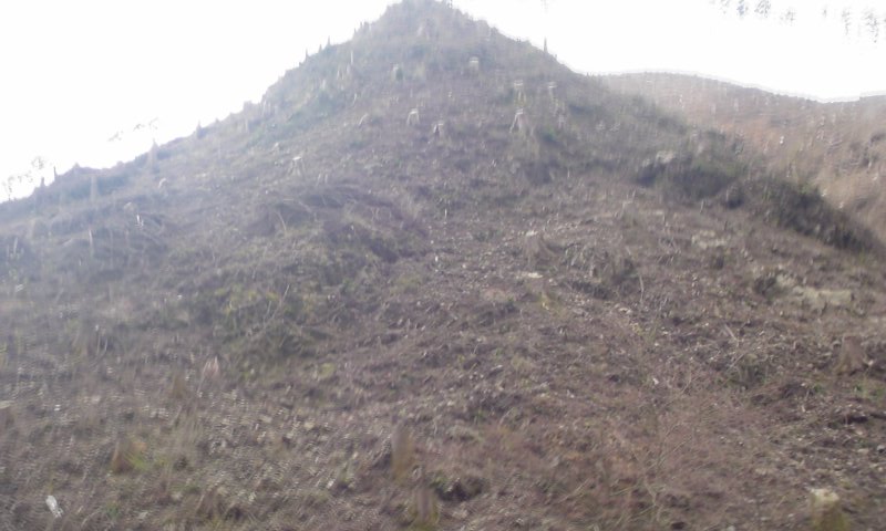 ���V���F�̐��E