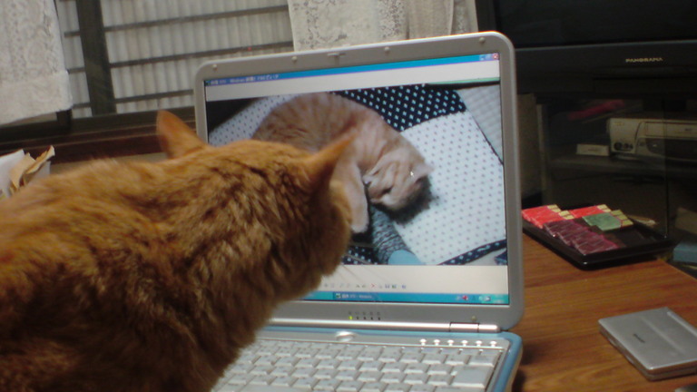 ���V���F�̐��E