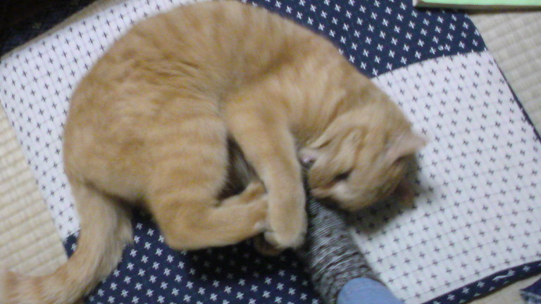 ���V���F�̐��E