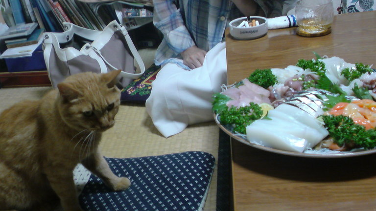 ���V���F�̐��E