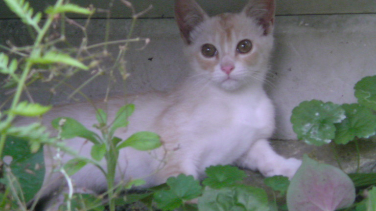 ���V���F�̐��E