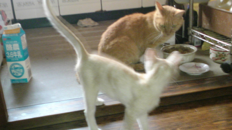 ���V���F�̐��E