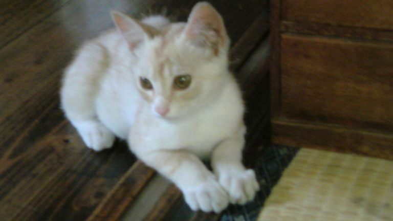 ���V���F�̐��E