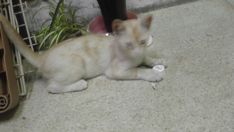 ���V���F�̐��E