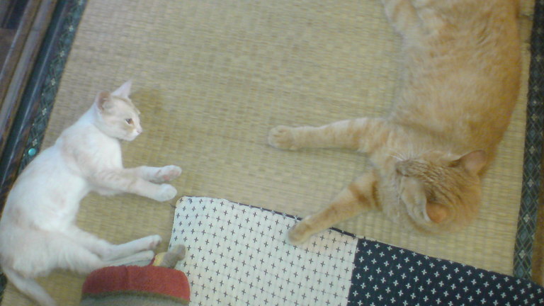 ���V���F�̐��E