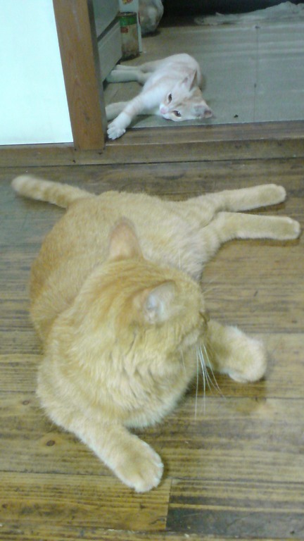 ���V���F�̐��E