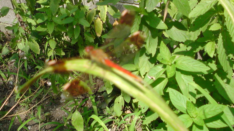 ���V���F�̐��E