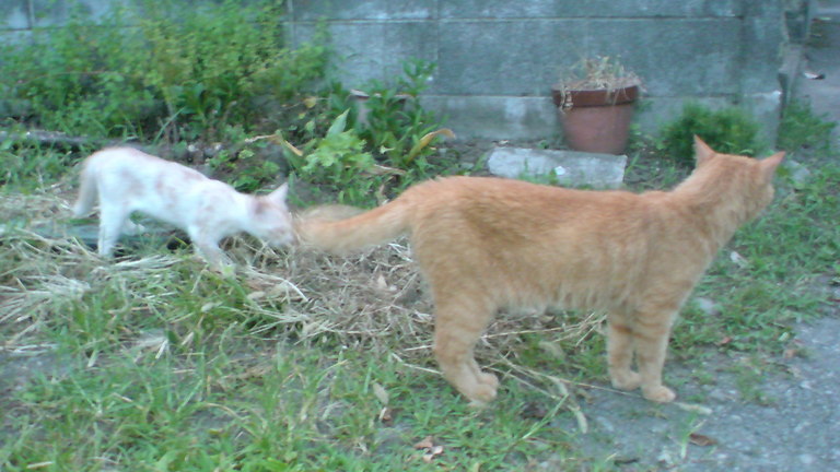 ���V���F�̐��E