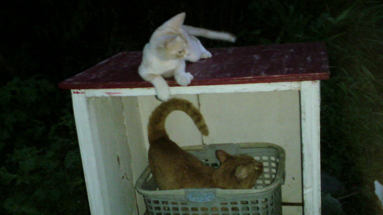 ���V���F�̐��E