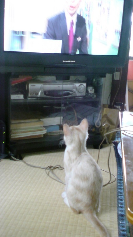 ���V���F�̐��E