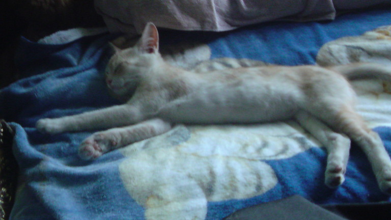 ���V���F�̐��E