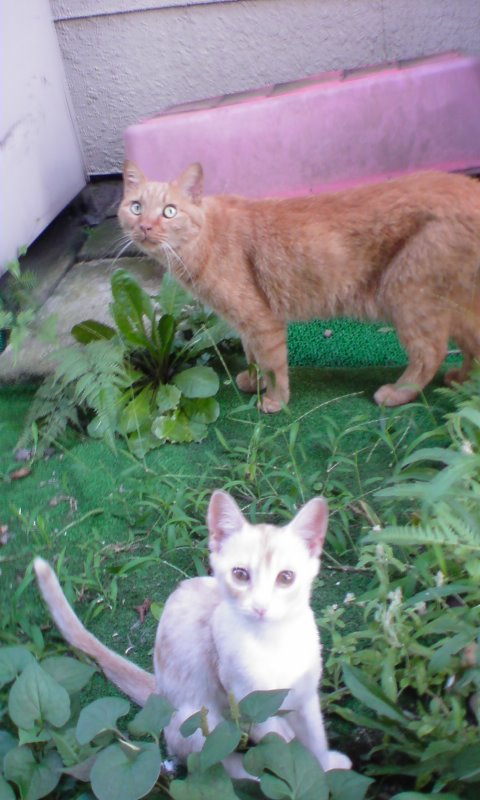 ���V���F�̐��E