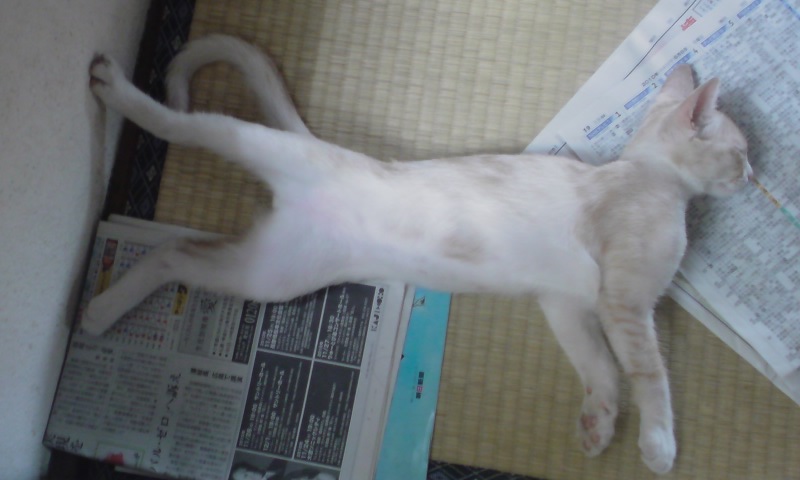 ���V���F�̐��E