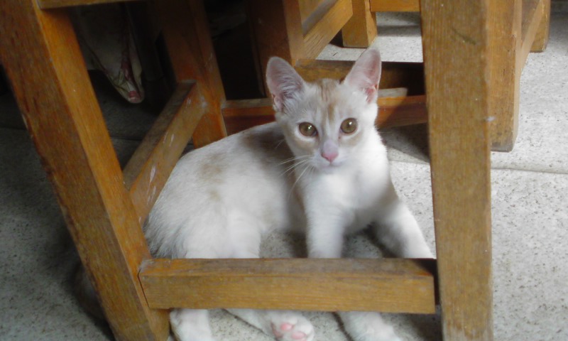 ���V���F�̐��E