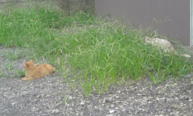 ���V���F�̐��E