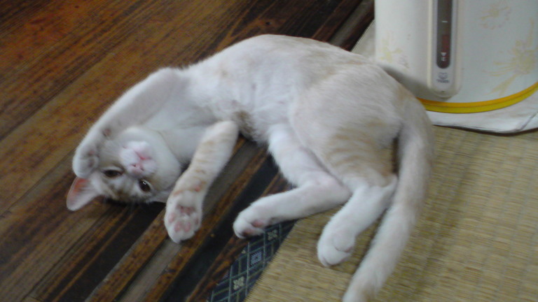 ���V���F�̐��E