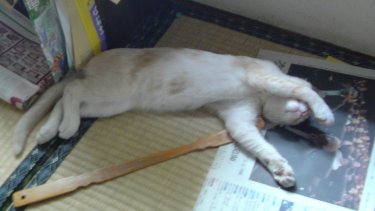 ���V���F�̐��E