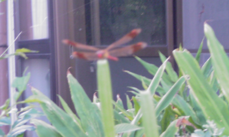 ���V���F�̐��E