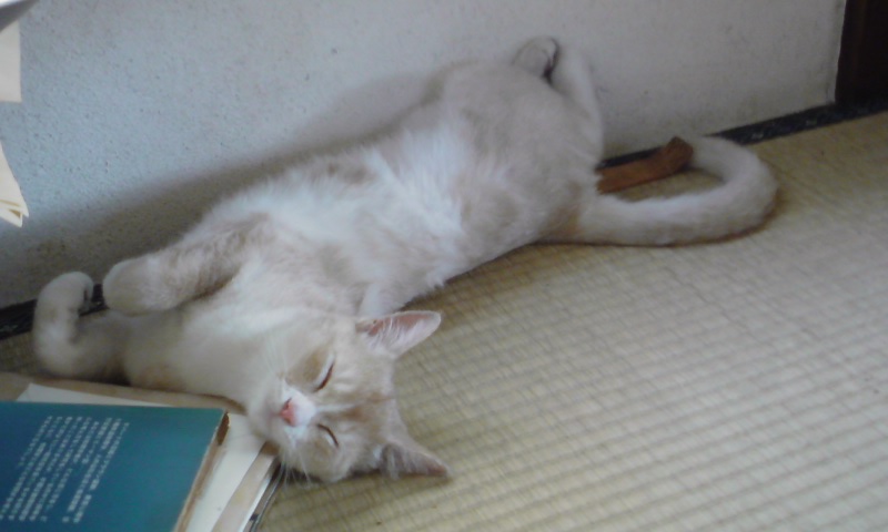 ���V���F�̐��E