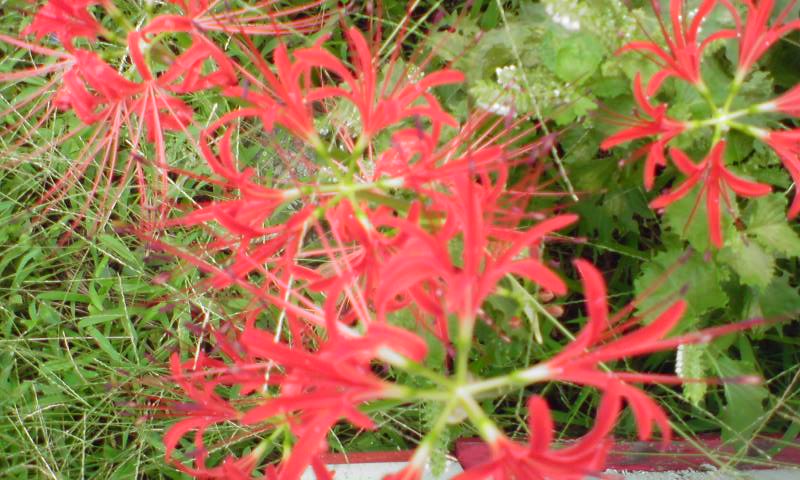 ���V���F�̐��E