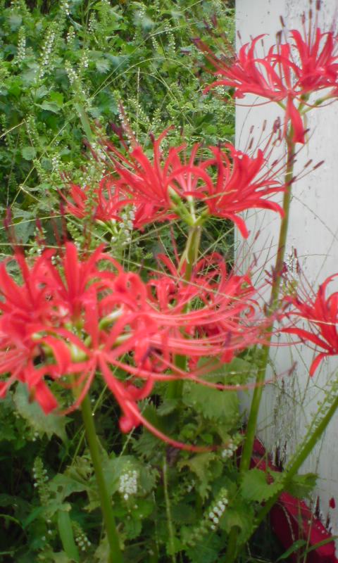 ���V���F�̐��E