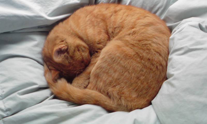 ���V���F�̐��E