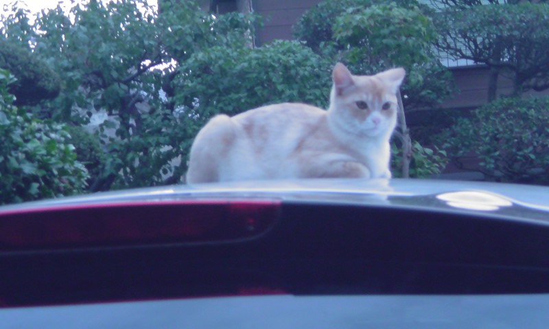 ���V���F�̐��E