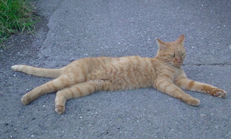 ���V���F�̐��E