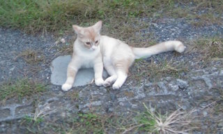 ���V���F�̐��E