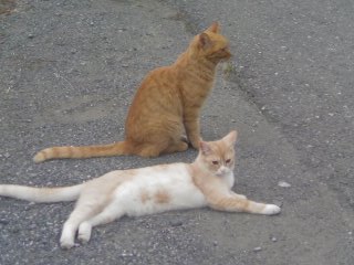 ���V���F�̐��E