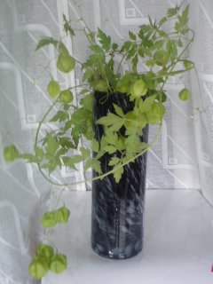 ���V���F�̐��E