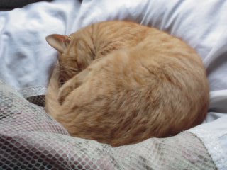 ���V���F�̐��E