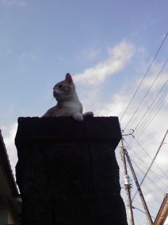 ���V���F�̐��E