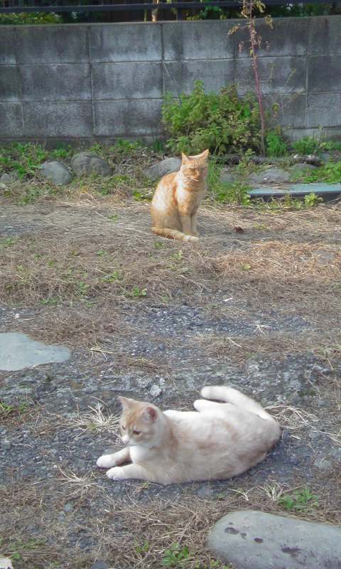 ���V���F�̐��E