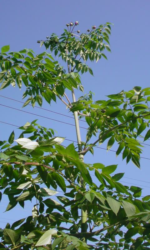 ���V���F�̐��E