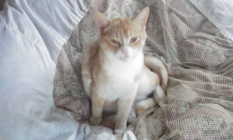 ���V���F�̐��E