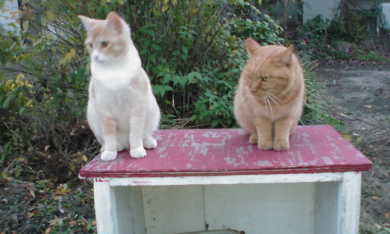 ���V���F�̐��E