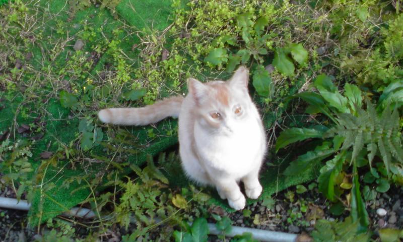 ���V���F�̐��E