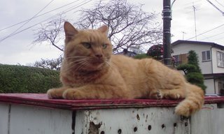 ���V���F�̐��E