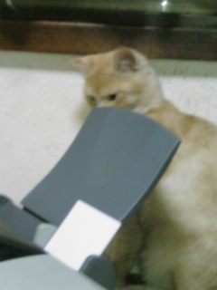 ���V���F�̐��E