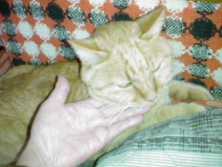 ���V���F�̐��E