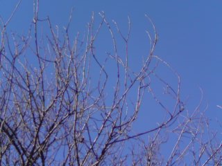 ���V���F�̐��E