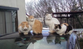 ���V���F�̐��E