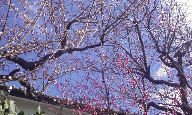 ���V���F�̐��E