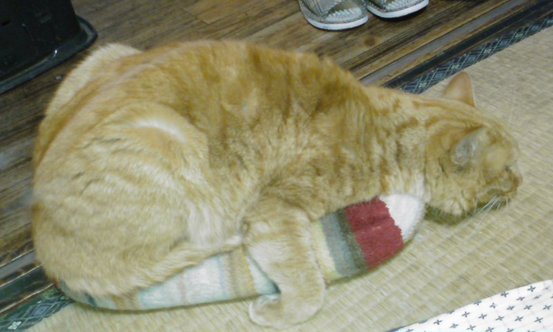 ���V���F�̐��E