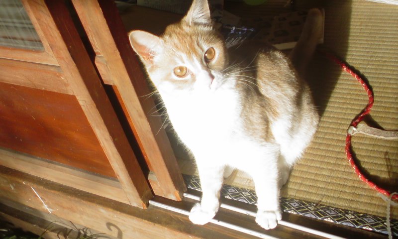 ���V���F�̐��E